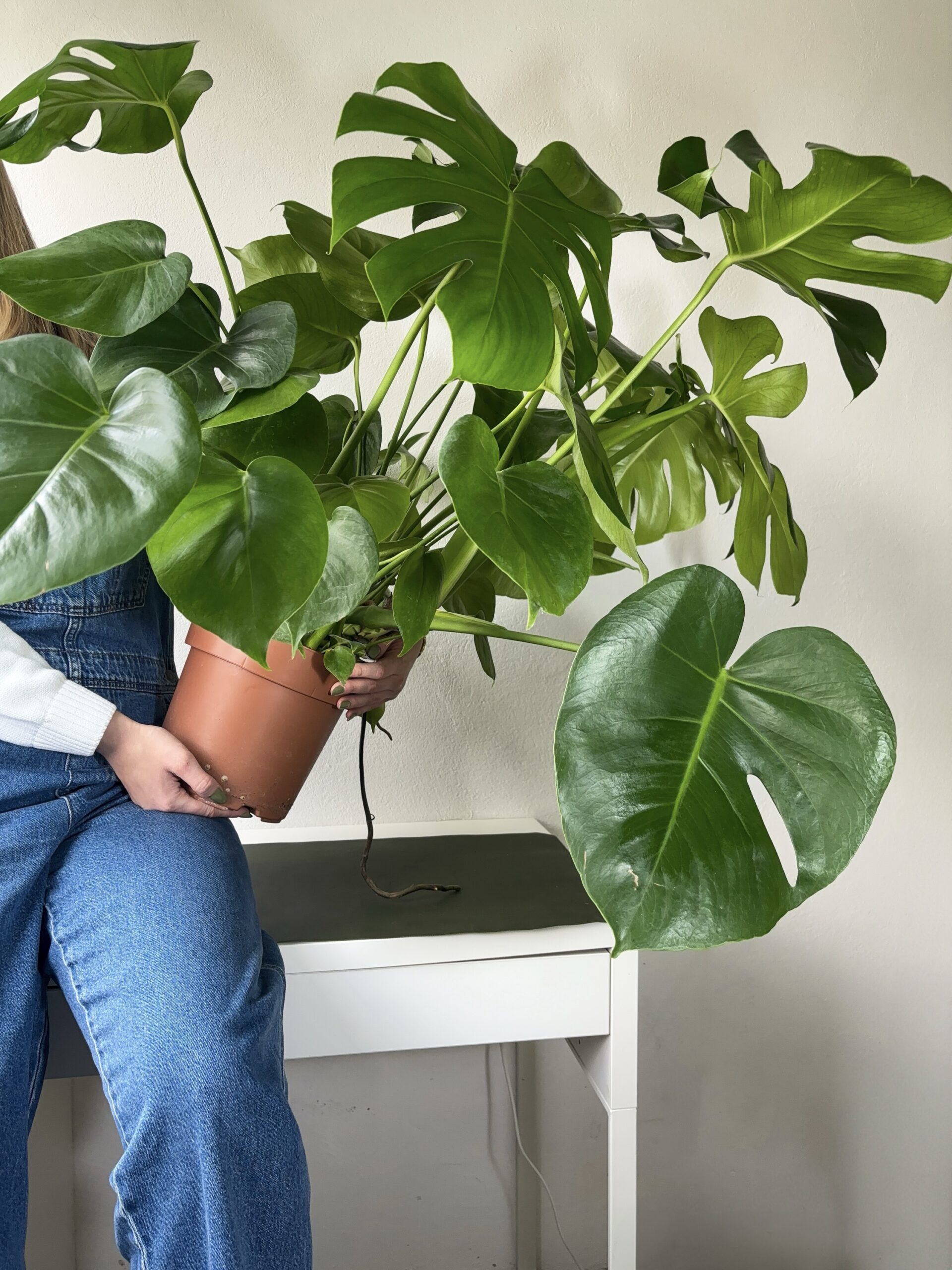 Monstera deliciosa  MONSTERINA