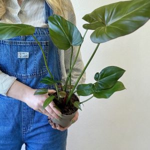 Philodendron ‘Summer Glory’