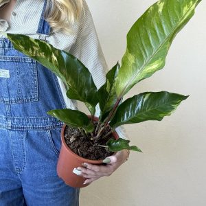 Anthurium hookeri ‘Variegata’