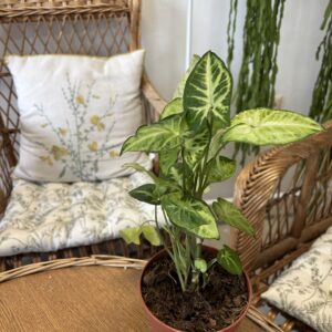 Syngonium