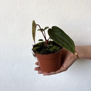 Anthurium ‘Ace of Spades’ x A. dressleri