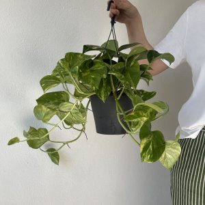 Epipremnum ‘Hawaiian’ / divovski pothos