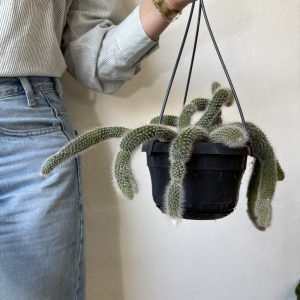 Cleistocactus colademononis (Hildewintera colademononis) / Monkey’s tail