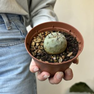 Tephrocactus geometricus