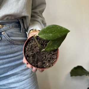 Hoya aff vitellina