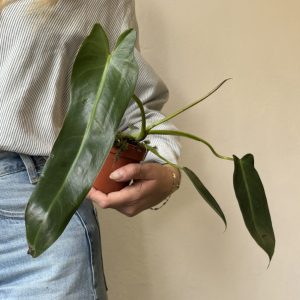 Philodendron Spiritus Sancti