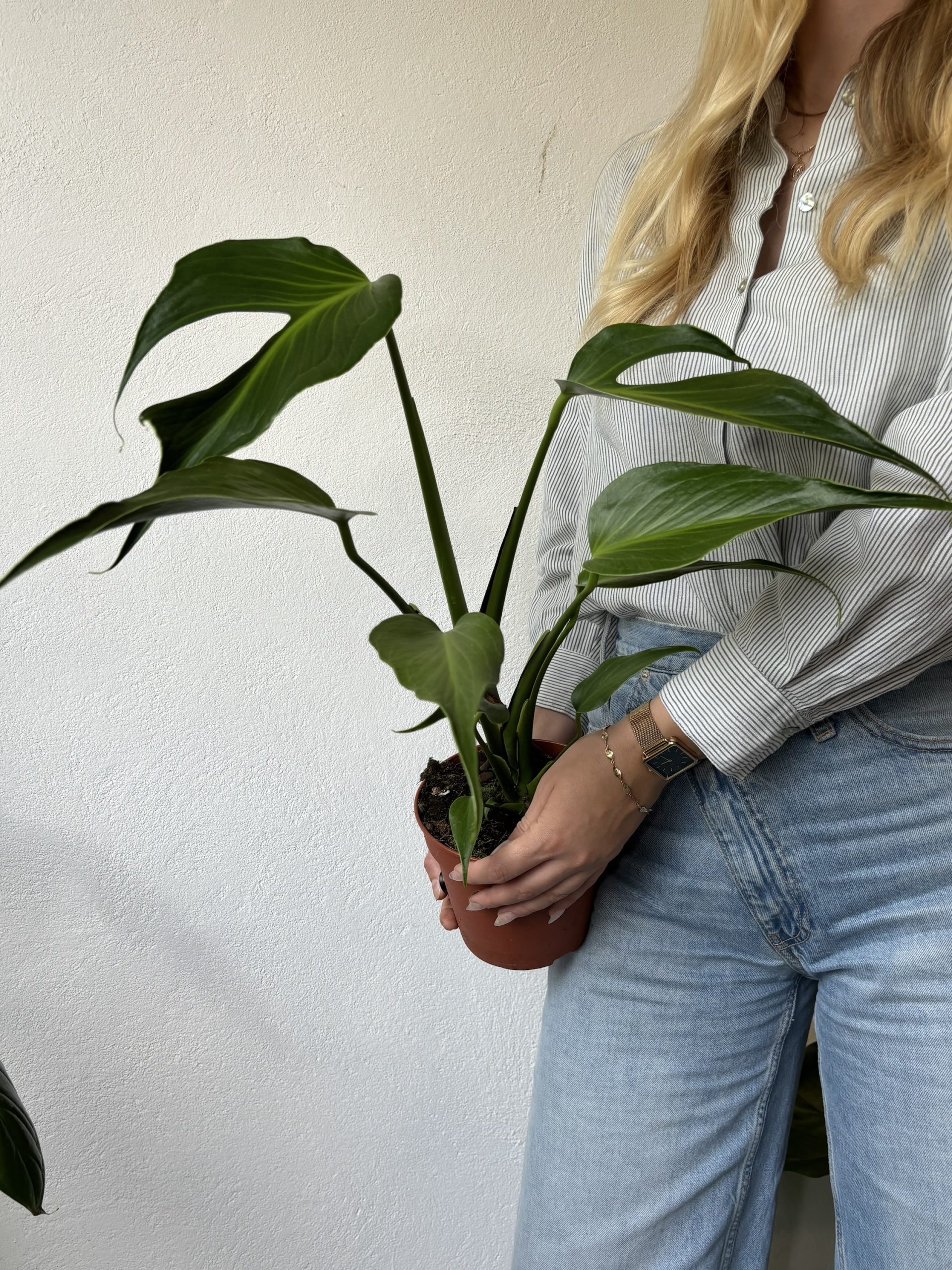Monstera Burle Marx Flame