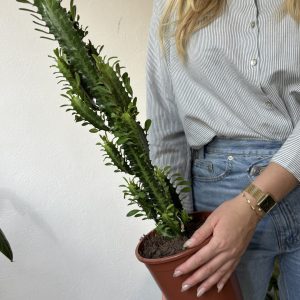 Euphorbia Trigona