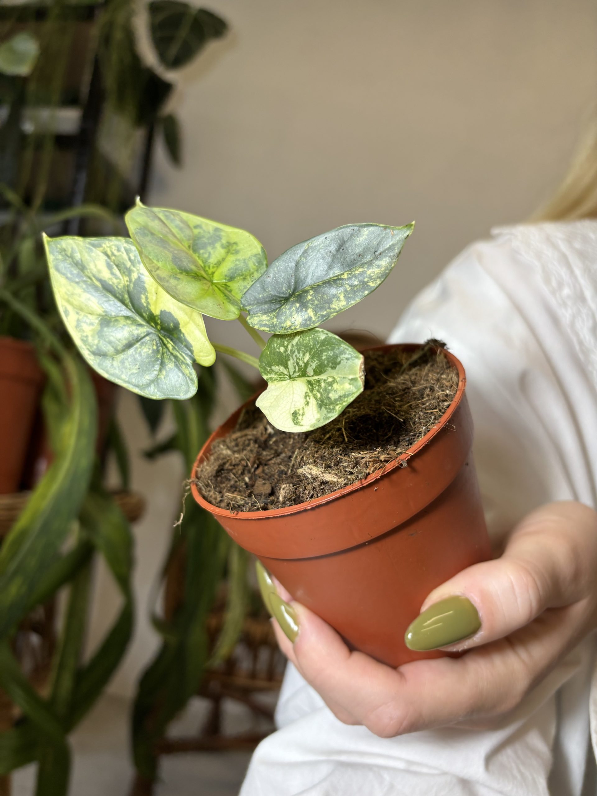Alocasia Silver Dragon Variegata