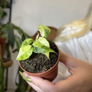 Alocasia Polly Variegata Aurea