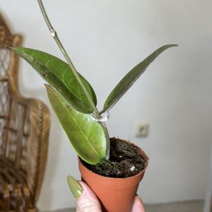 Hoya parasitica 'Red Leaf'