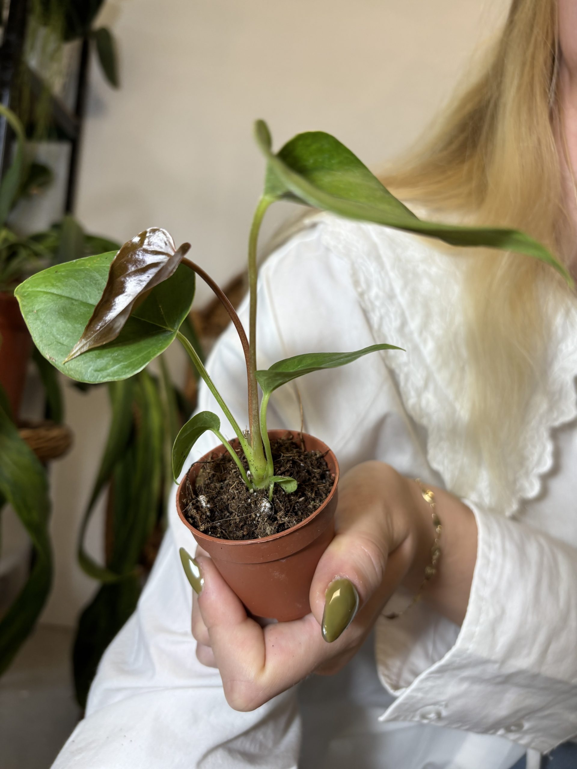 Anthurium ‘Red Beauty’