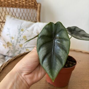 Alocasia Reversa