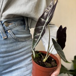 Alocasia Longiloba Purple