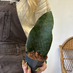 Sanseveria Masoniana Whale Fin