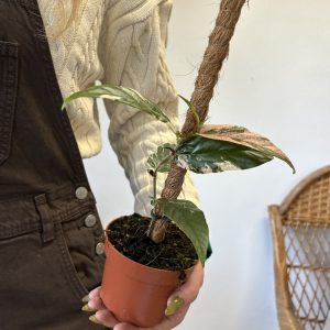 Ficus Sagittata Variegata Pink