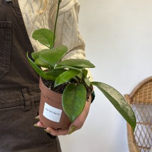 Hoya ‘Dee’s Big One’