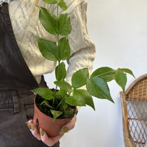 Hoya Polyneura