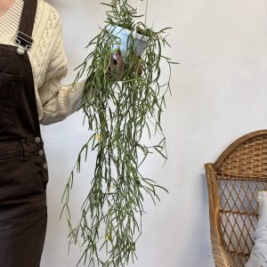 Hoya linearis
