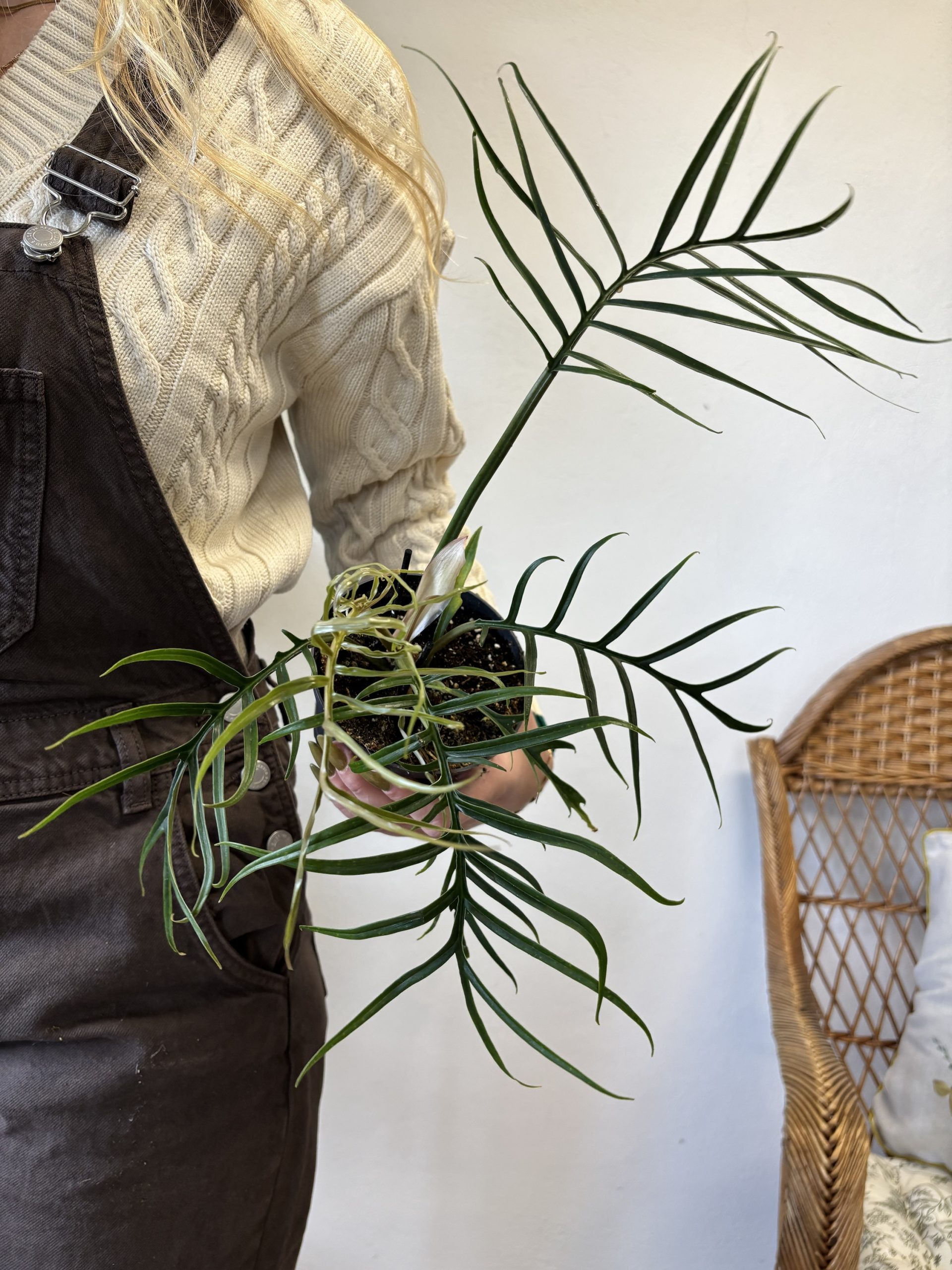 Philodendron Tortum