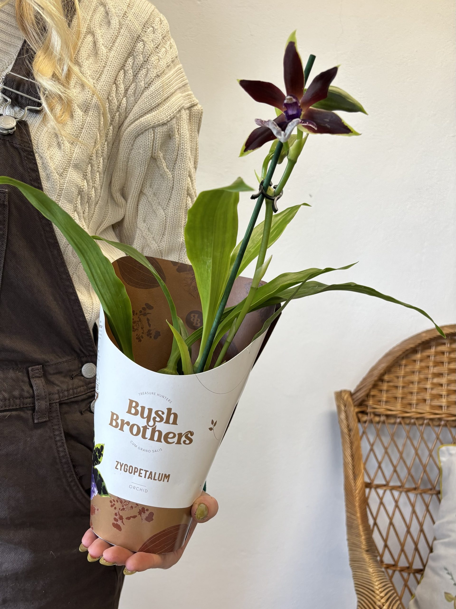 Zygopetalum