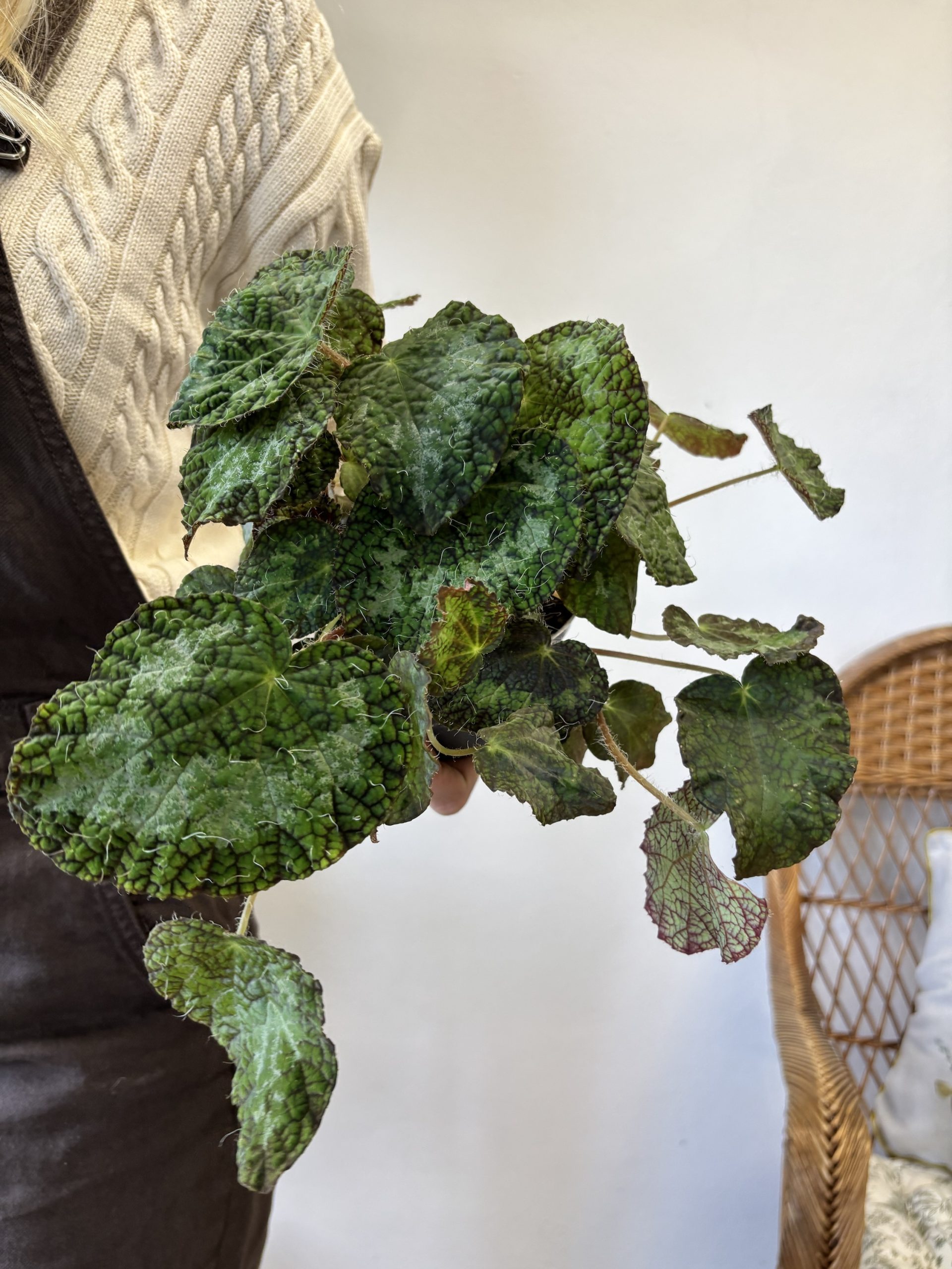 Begonia 'Sizemorea’