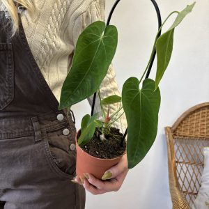 Anthurium Quermalense