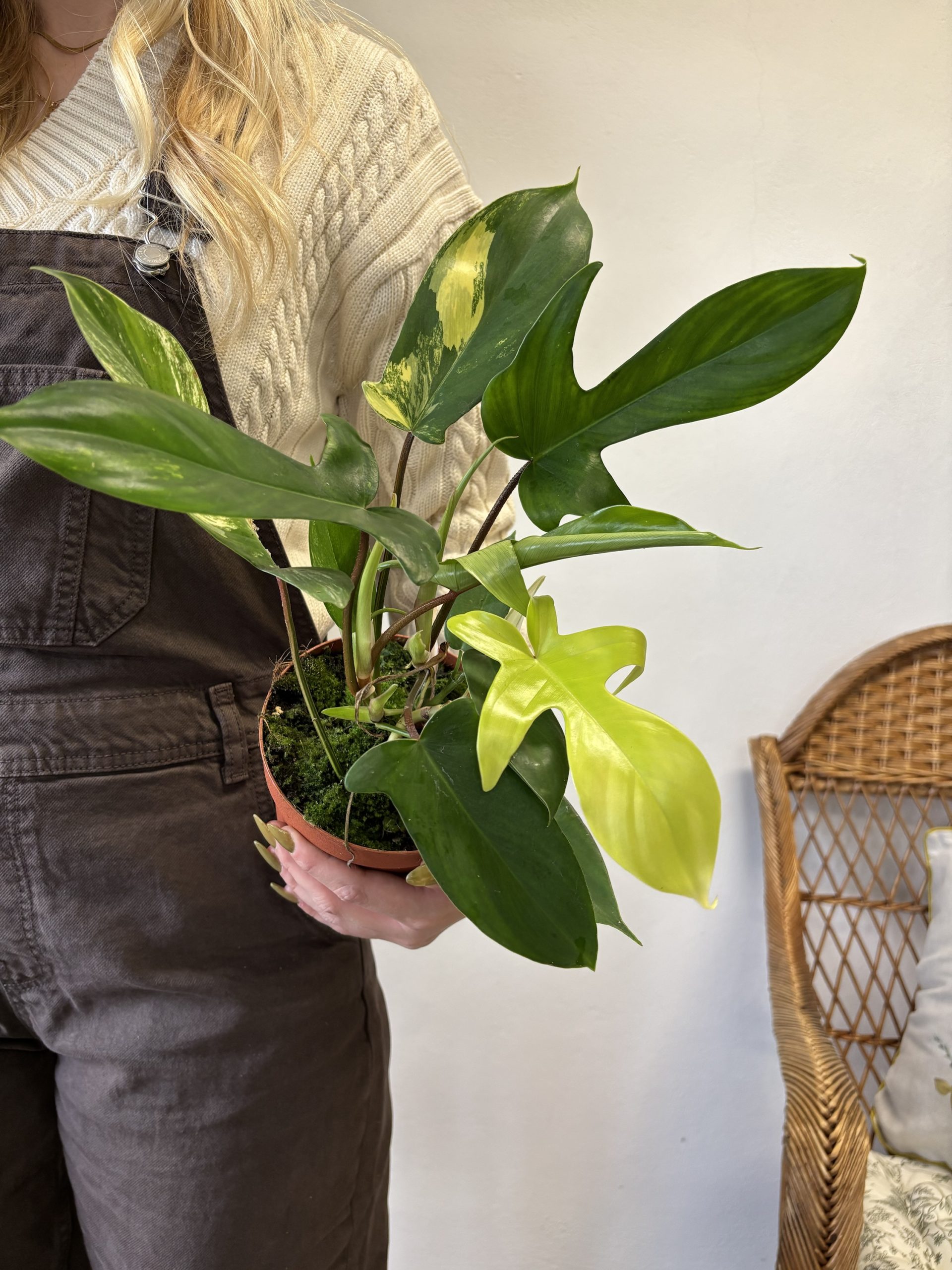 Philodendron ‘Florida Beauty’