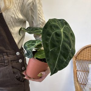 Anthurium Forgetii