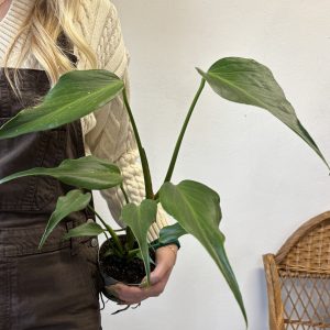 Monstera ‘Burle Marx Flame’