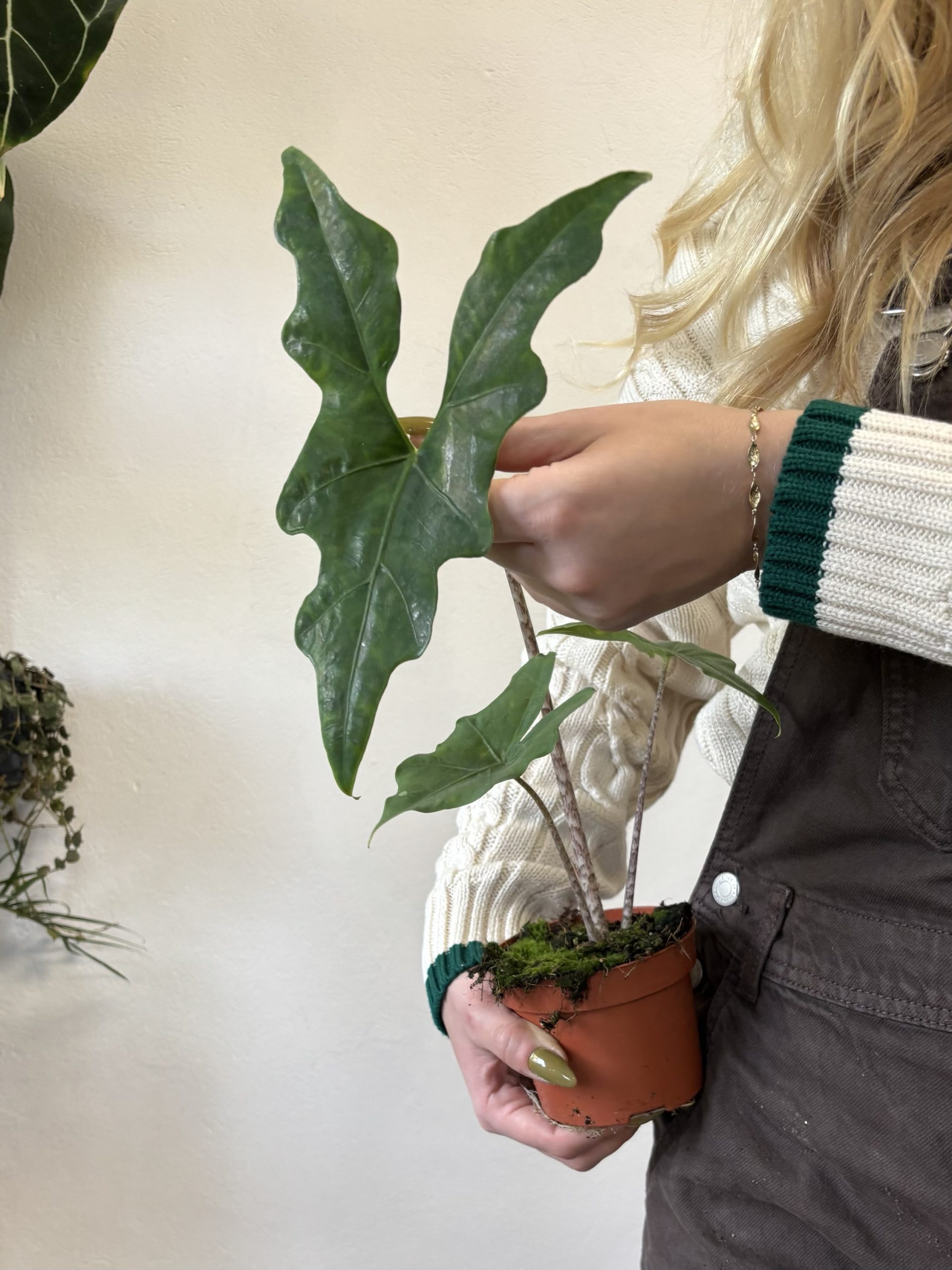 Alocasia Batwing