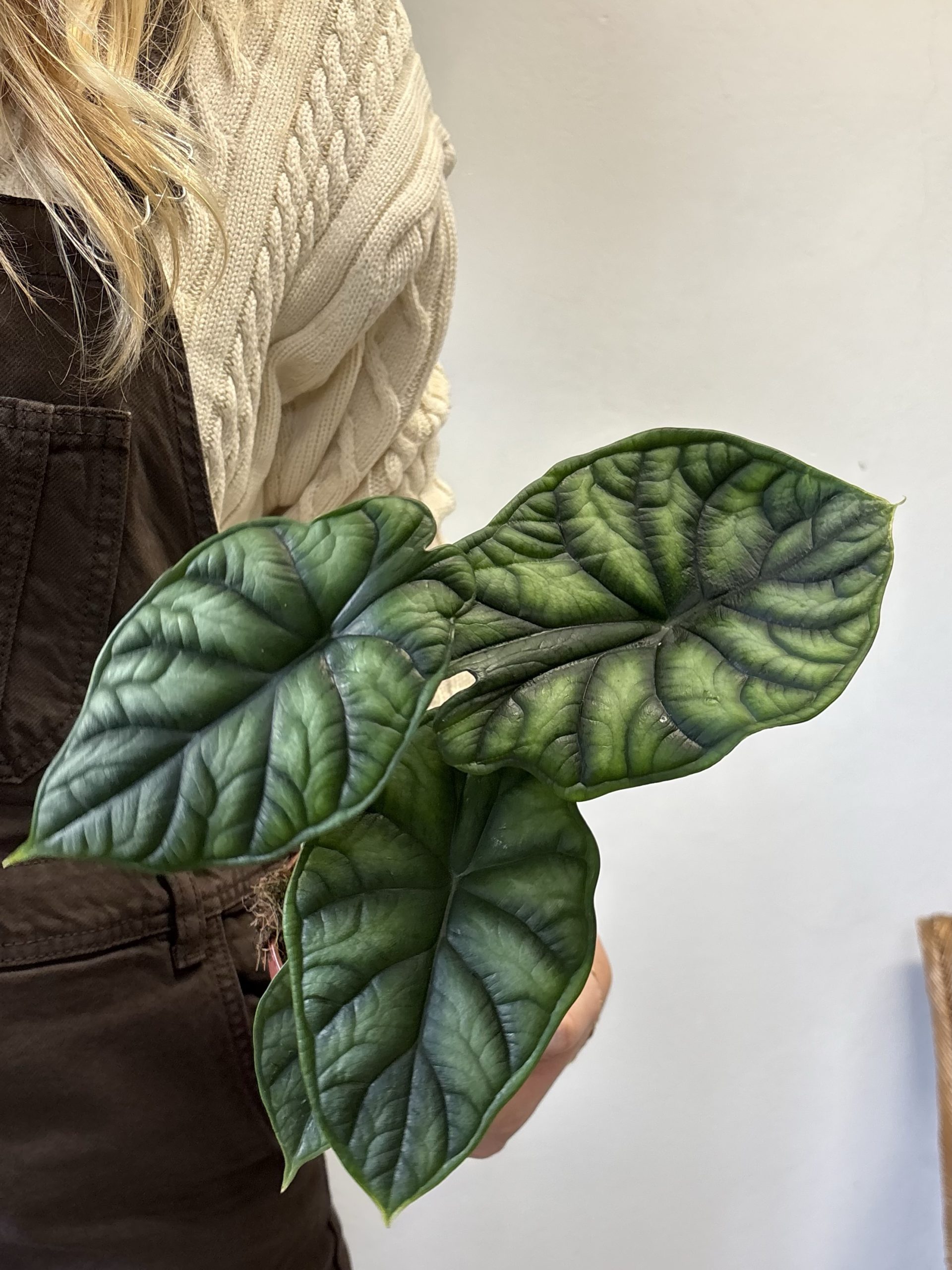 Alocasia Dragon Scale