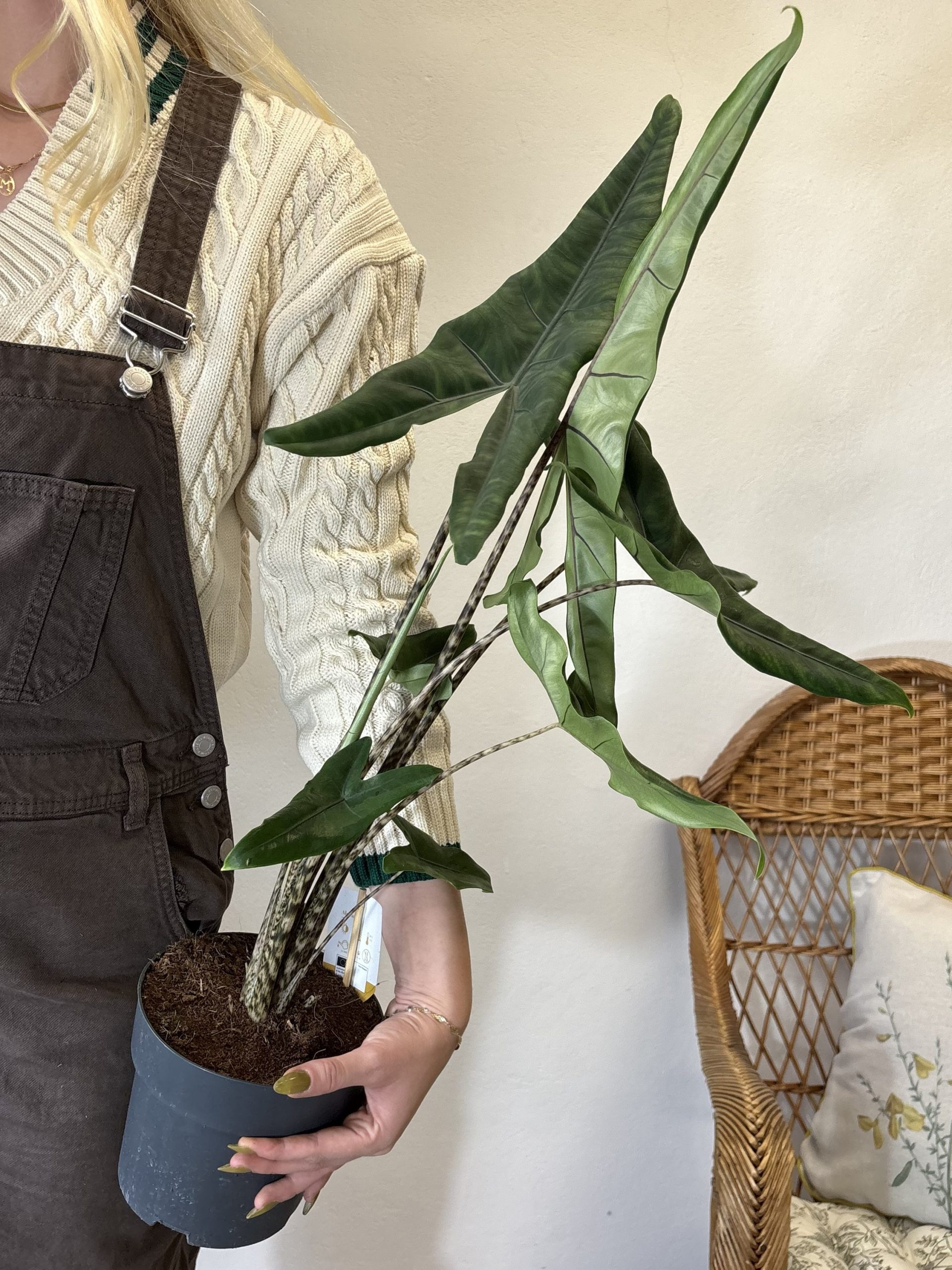 Alocasia Tigrina