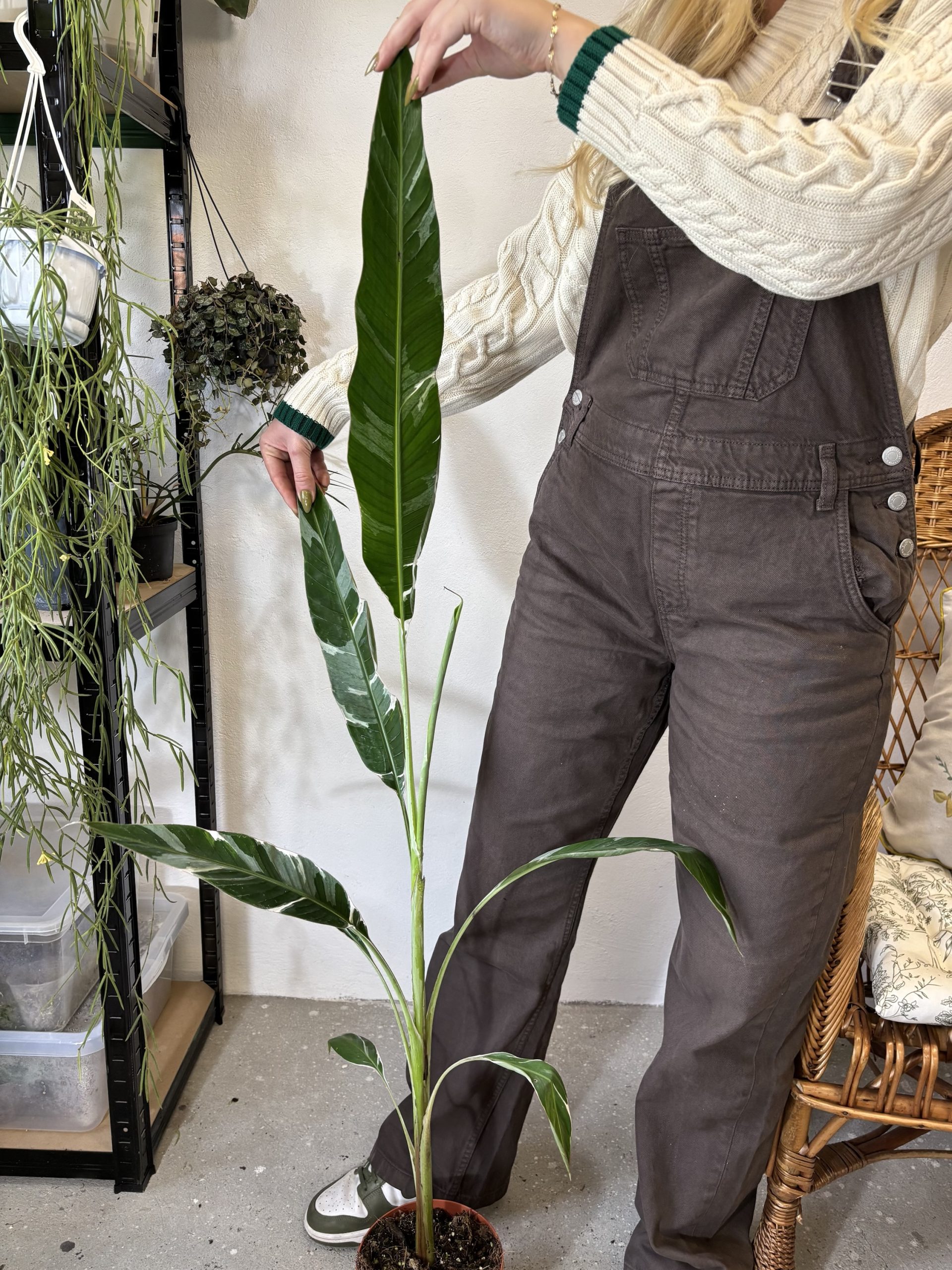 Musa Florida Variegata