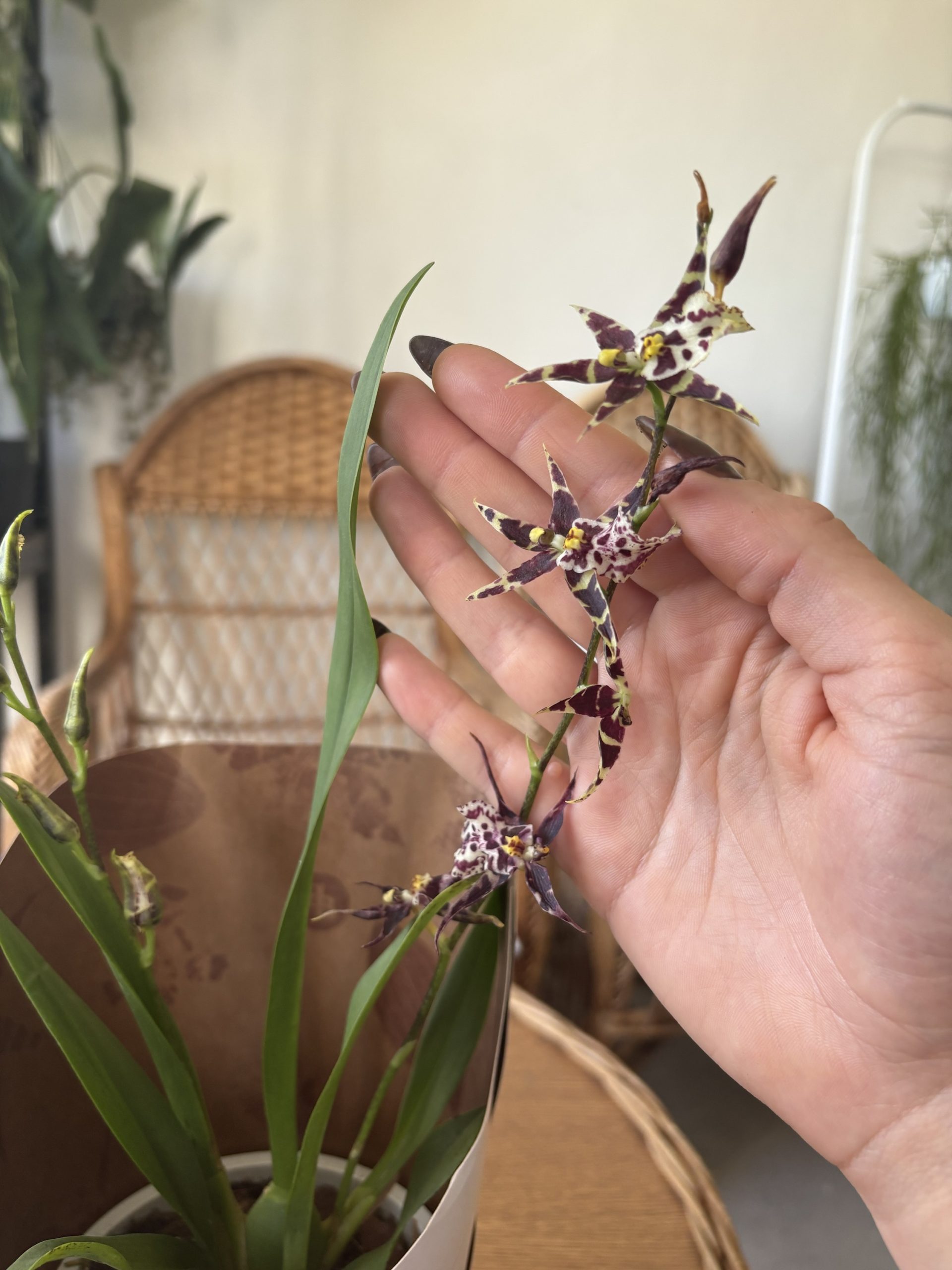 Brassia