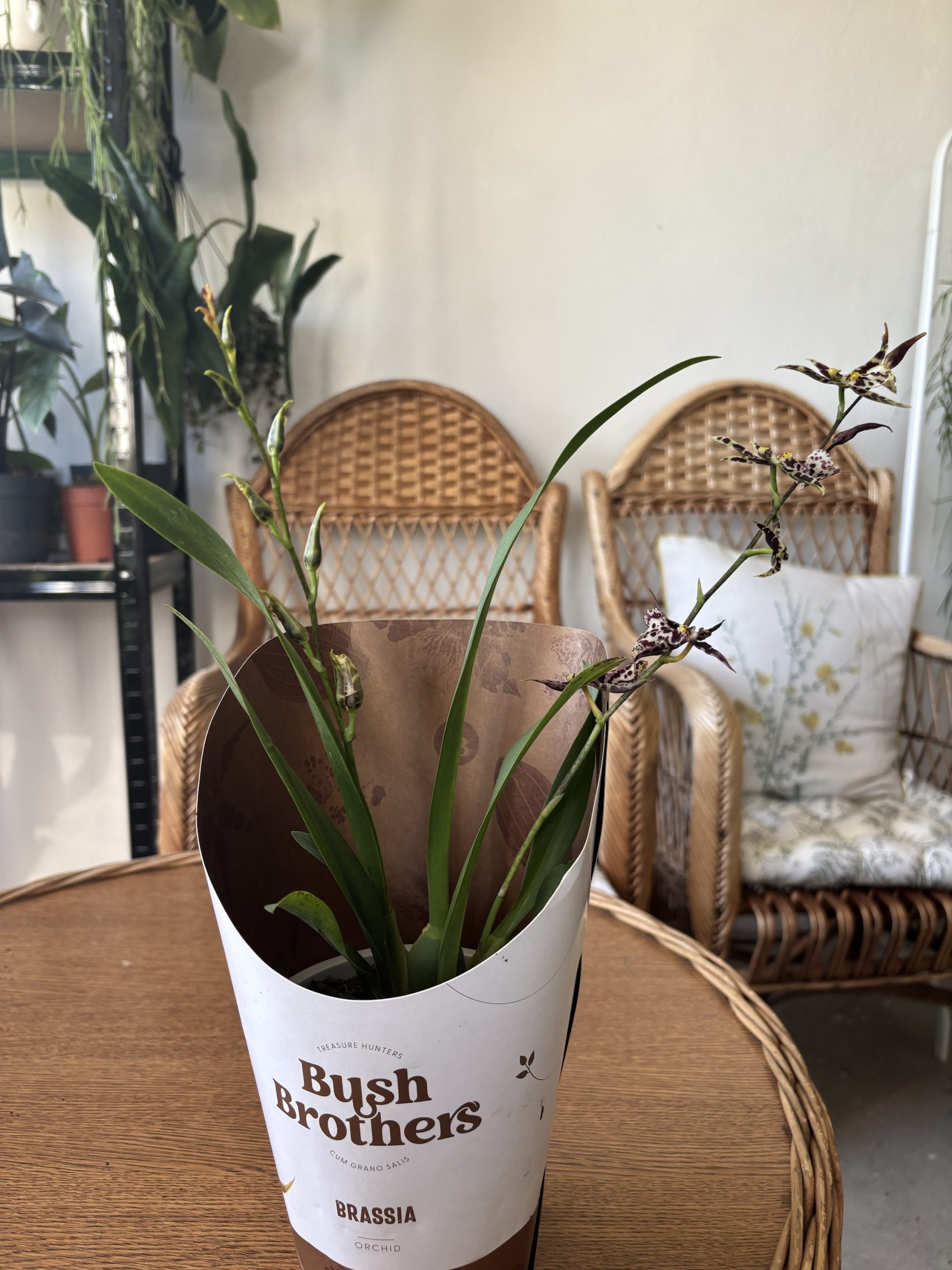 Brassia - Slika 2