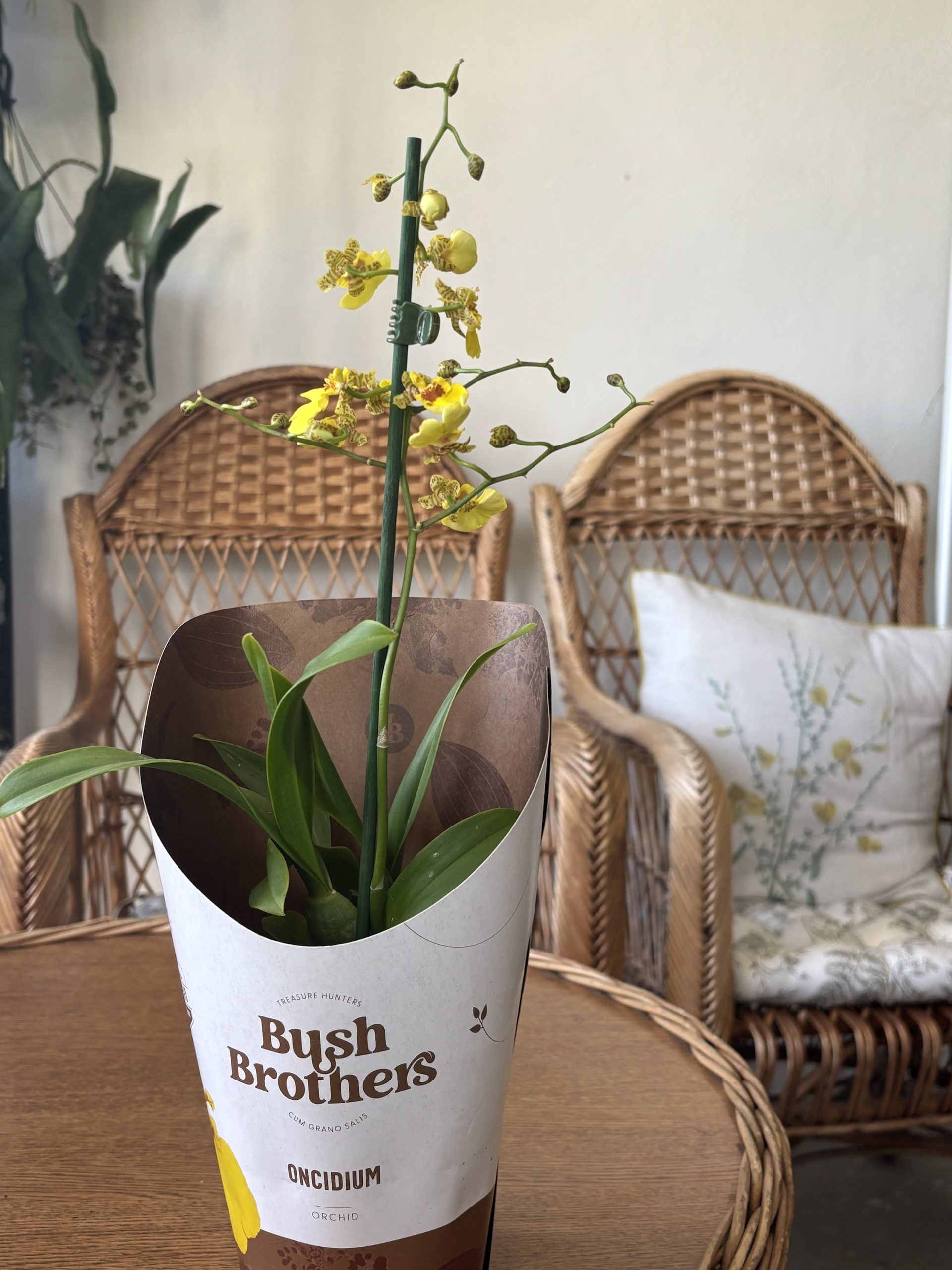 Oncidium