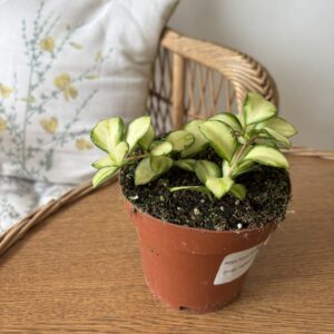 Hoya Heuschekeliana Variegata