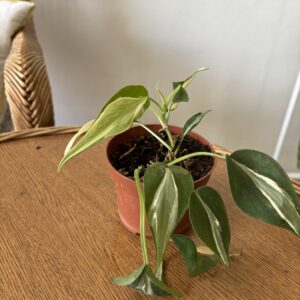 Philodendron ‘Rio’