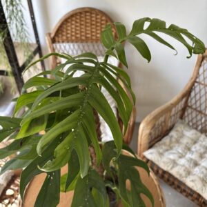 Epipremnum pinnatum ‘Baltic Blue’