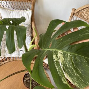 Monstera Deliciosa Albo Variegata