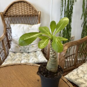 Brighamia insignis