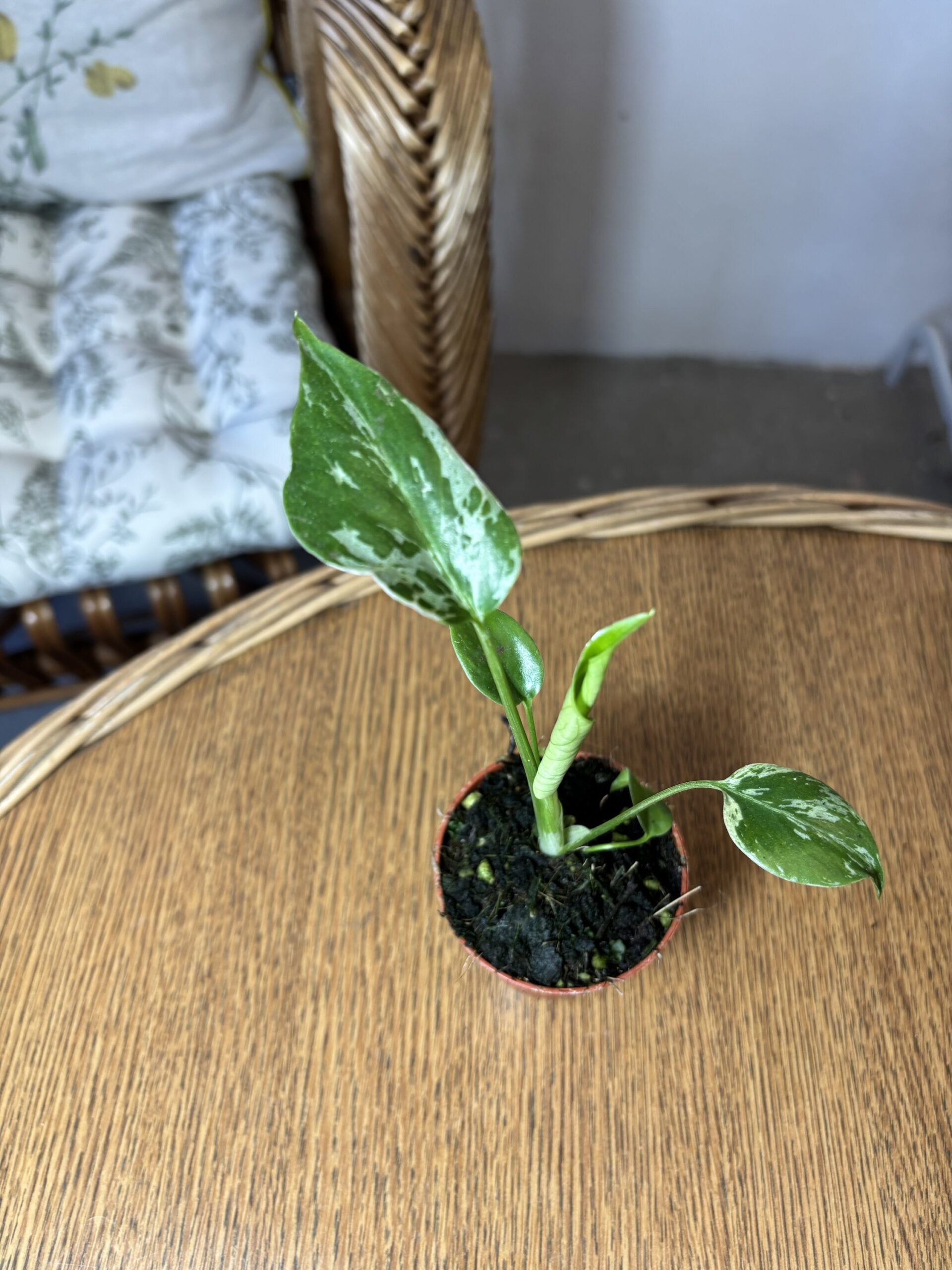 Monstera deliciosa ‘Bulbasaur’ - Slika 2