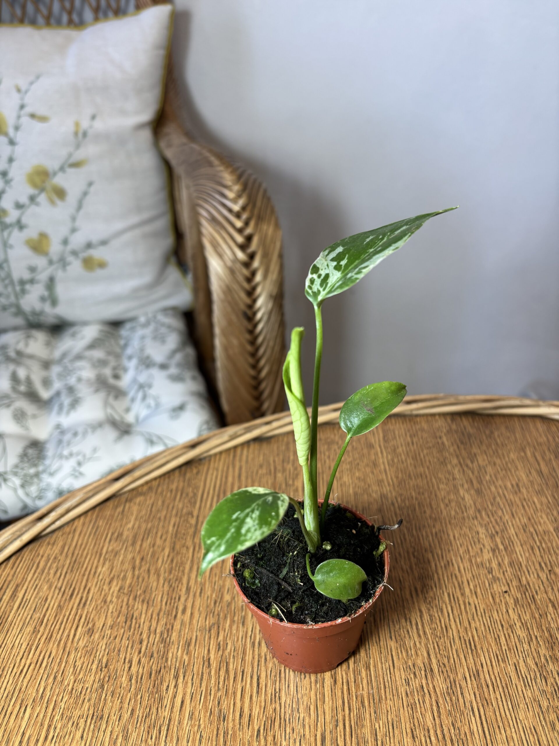 Monstera deliciosa ‘Bulbasaur’ - Slika 3