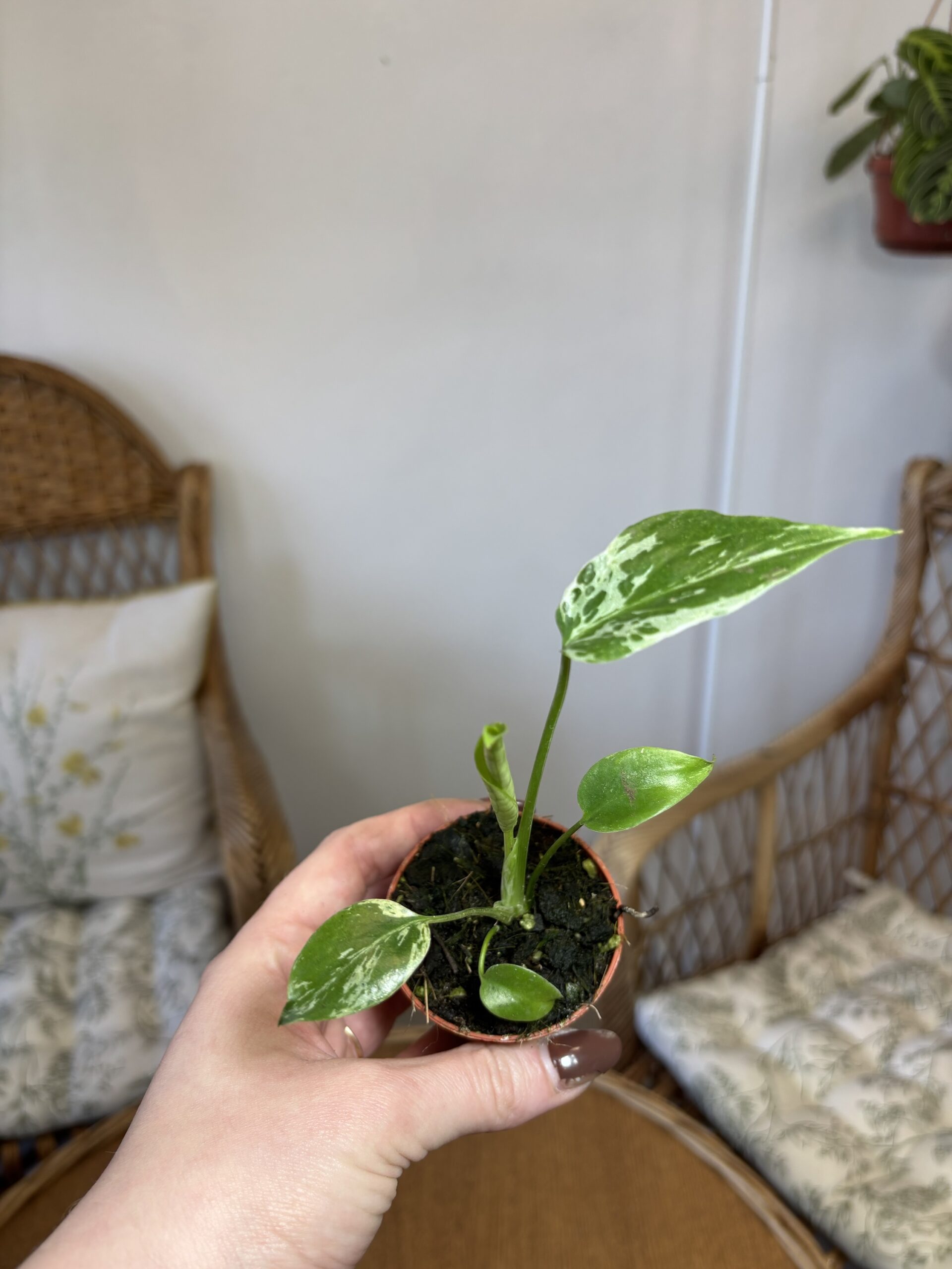 Monstera deliciosa ‘Bulbasaur’