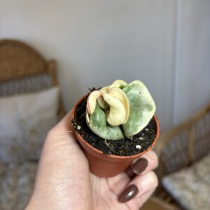 Hoya carnosa ‘Compacta Variegata’