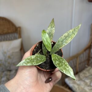 Hoya lacunosa sp Laos