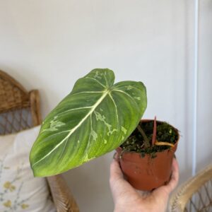 Philodendron gloriosum ‘Snow Leopard’