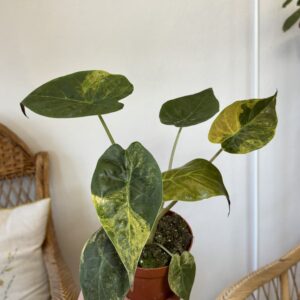 Alocasia wentii ‘Aurea’
