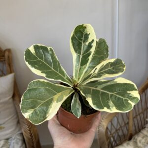 Ficus lyrata ‘Variegata’